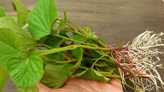 Hogyan Neveljünk Batáta Palántát Házilag 2.Rész