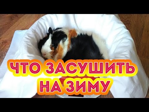 ЧТО СУШИТЬ НА ЗИМУ? ЧТО ЕДЯТ МОРСКИ СВИНКИ?