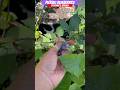 Picking My Blueberries Before The Birds Get Them || Steffanie’s Journey