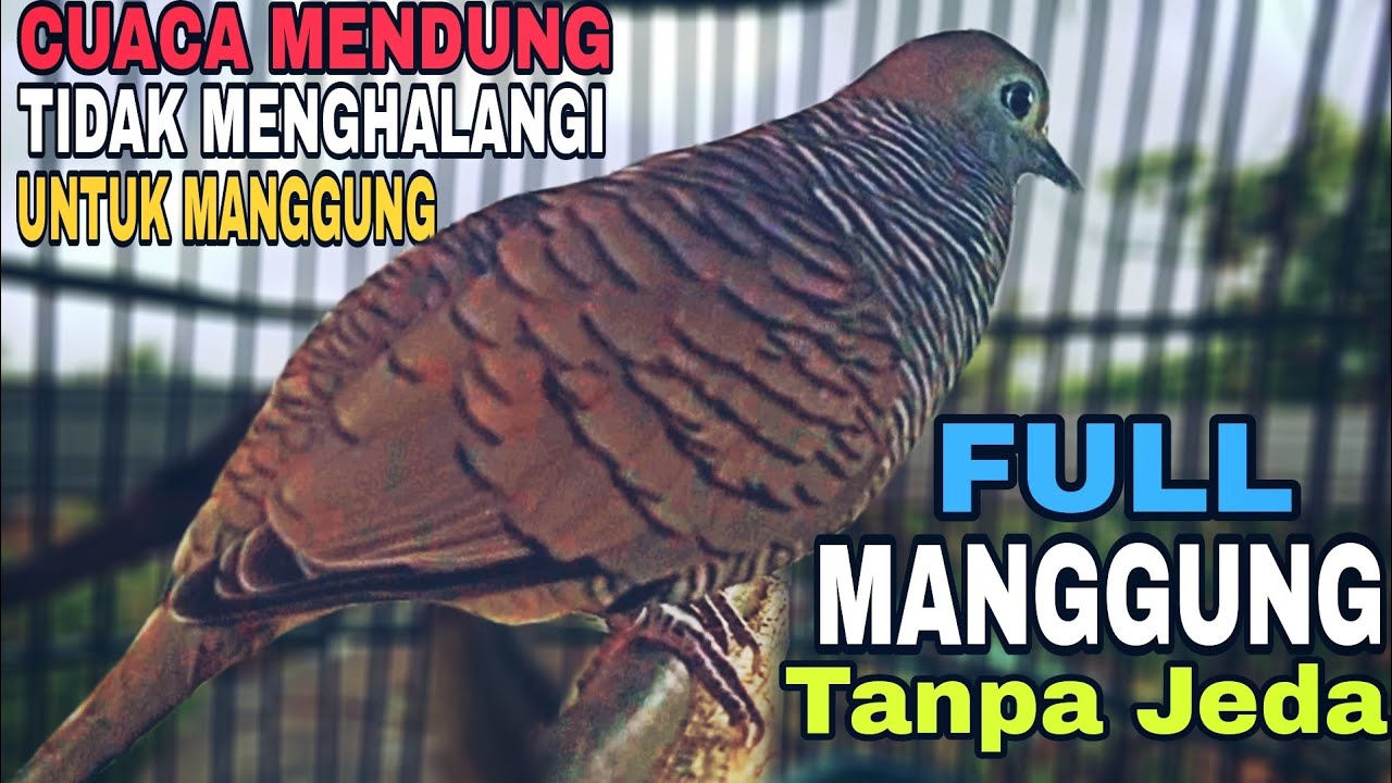 Perkutut Lokal Gacor || Cuaca Mendung Tetap Gacorr Full Manggung Tanpa Jeda