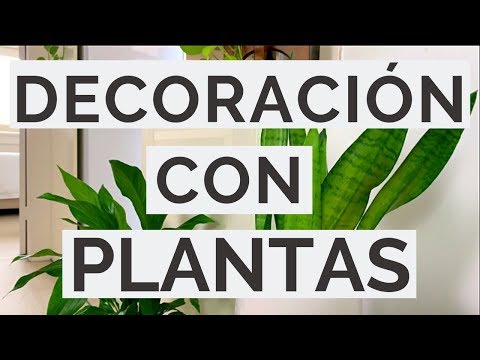 Cómo Decorar Con PLANTAS DE INTERIOR? / Minimalismo