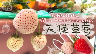 Homegrown White Angel Strawberry｜ 天使AE ｜ 白雪草莓｜天使のいちご