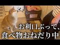 大好物のお肉スープが欲しくて、ママにお利口アピールをしている柴犬
