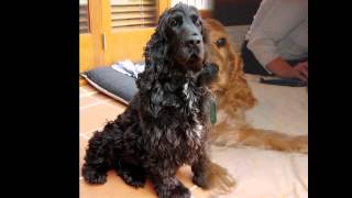 Кокер-Спаниель/Cocker Spaniel (порода собак HD slide show)! Кокер-Спаниель/Cocker Spaniel (порода собак HD slide show)!