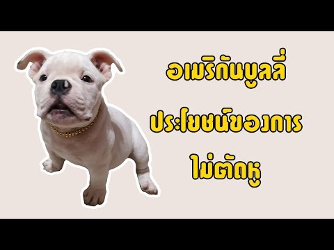 ข้อดีของการไม่ตัดหูสุนัขพันธุ์อเมริกันบูลลี่  [AmericanBully]