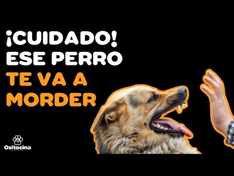 Video: Por qué los perros patean cuando los rascas