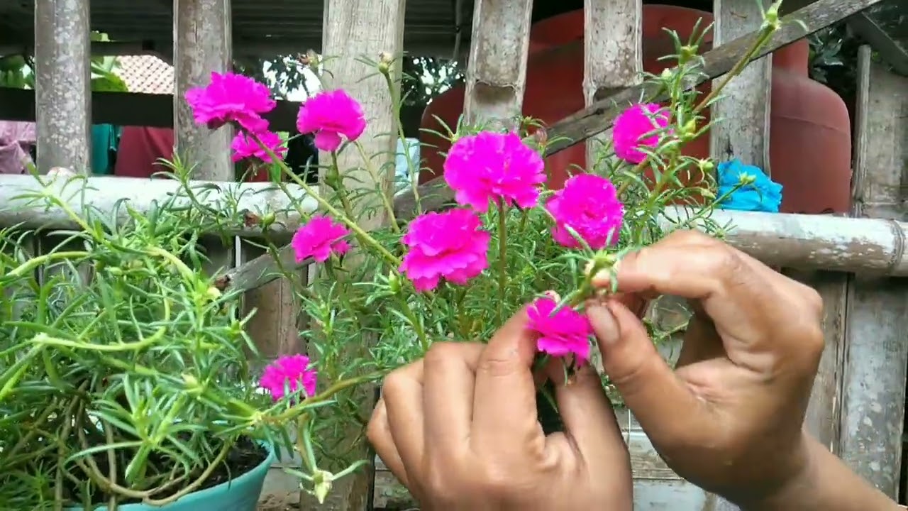 Alangkah indahnya di kelilingi bunga warna warni  