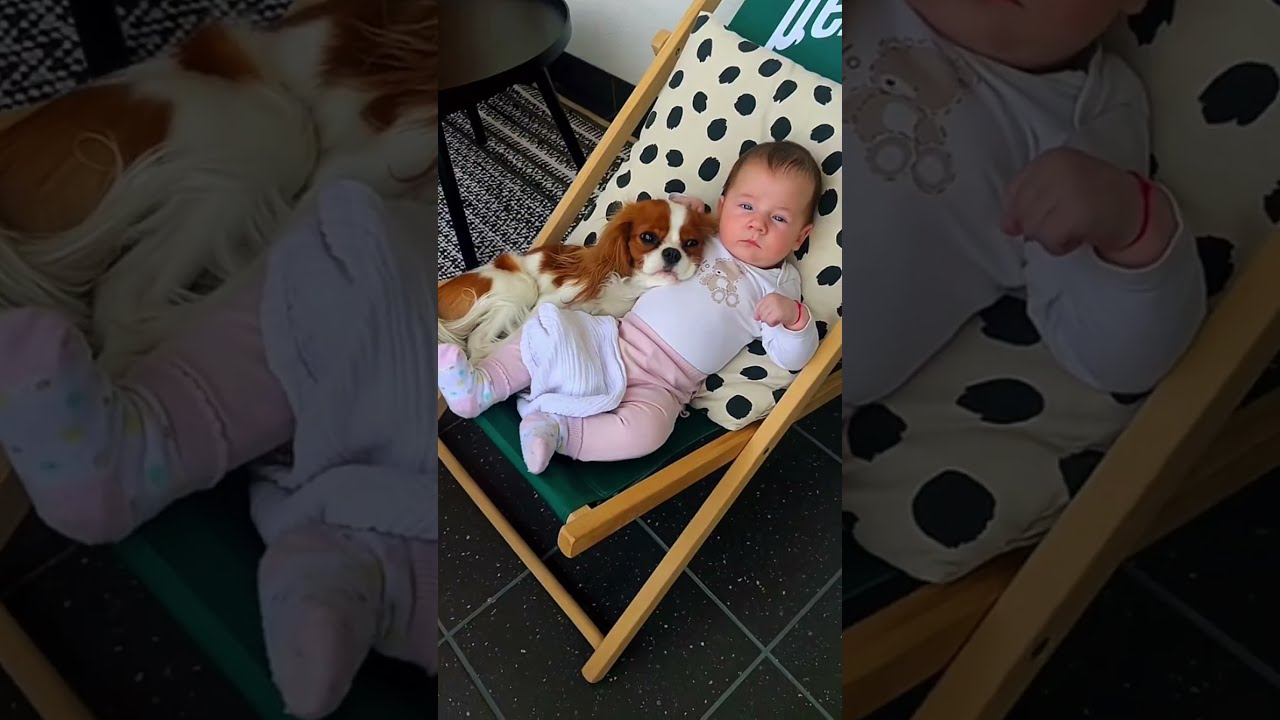 niños y perritos buena combinación