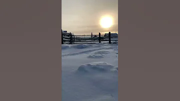 Gadflies in the stomach of a foal / Оводы в желудке жеребенка