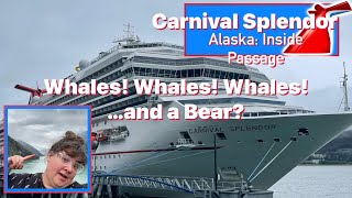 Alaska Glacier Day on The Carnival Splendor! Amazing Vistas! Whales! And a Bear?  #alaskacruise