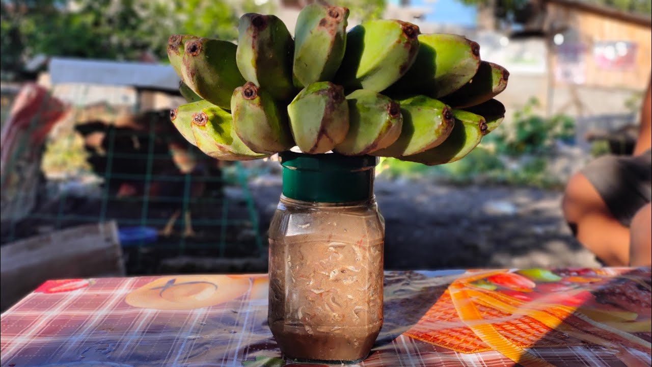 How to Make Fish Bagoong /A Salted Fermented Fish made easy YouTube