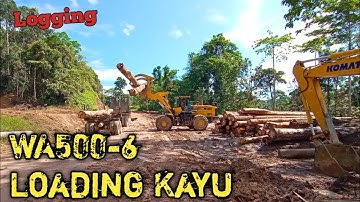 Proses Muat Kayu Logging Ke Truck . WA500 Siap Loading!!!