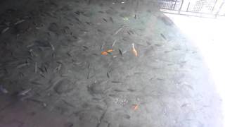 天天有魚1050106
