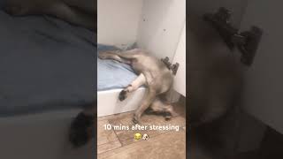 Yana Sleeping Posture