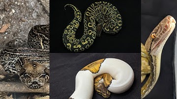 2020 COLLECTION!! Part 1 of 2