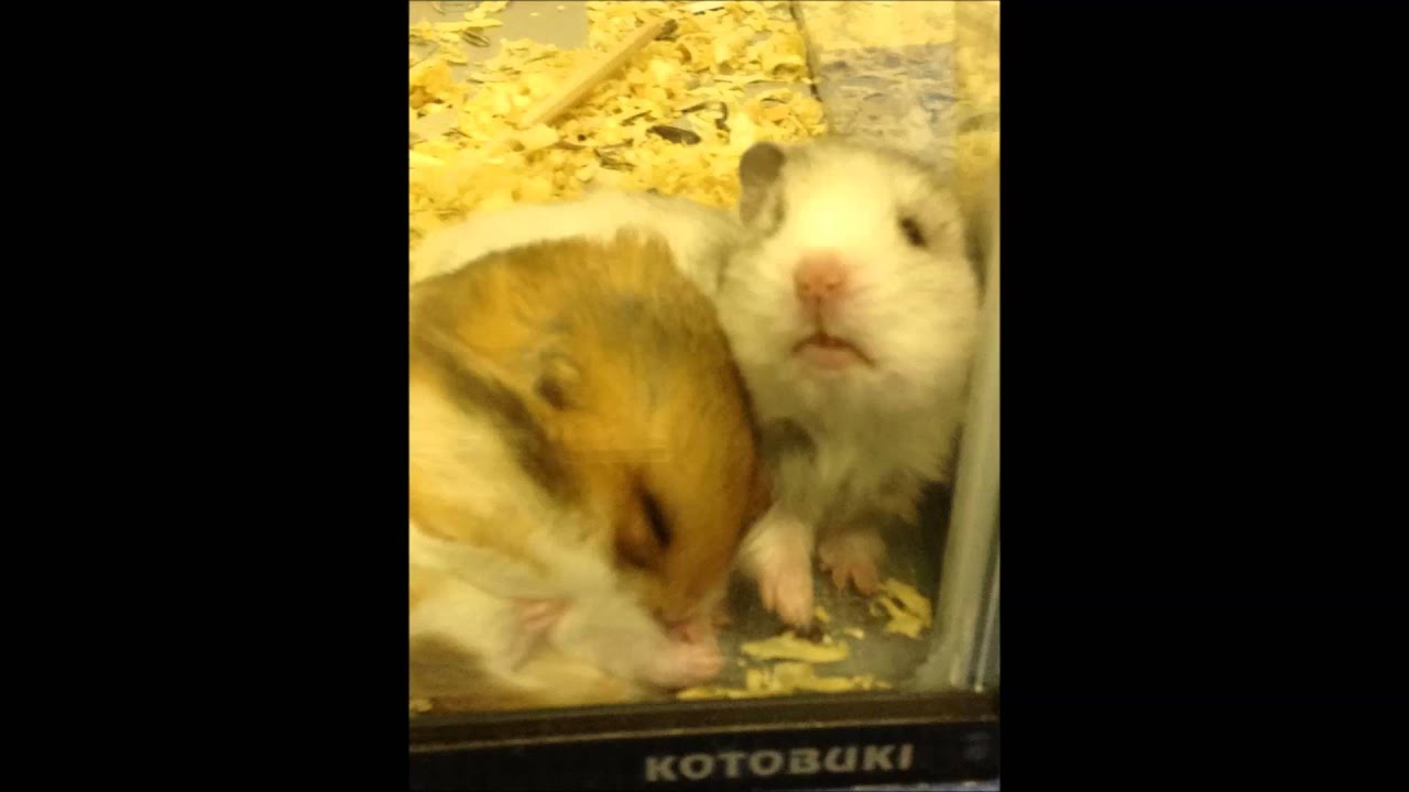 家にいるゴールデンハムスター画像集 Youtube