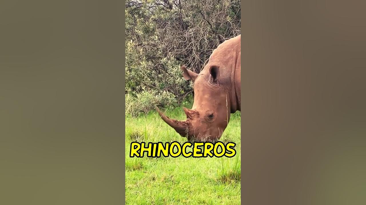 What does Rhino mean? rhino rhinofacts YouTube