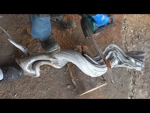A combination of dead and live Japanese cypress trees No. 1 - YouTube