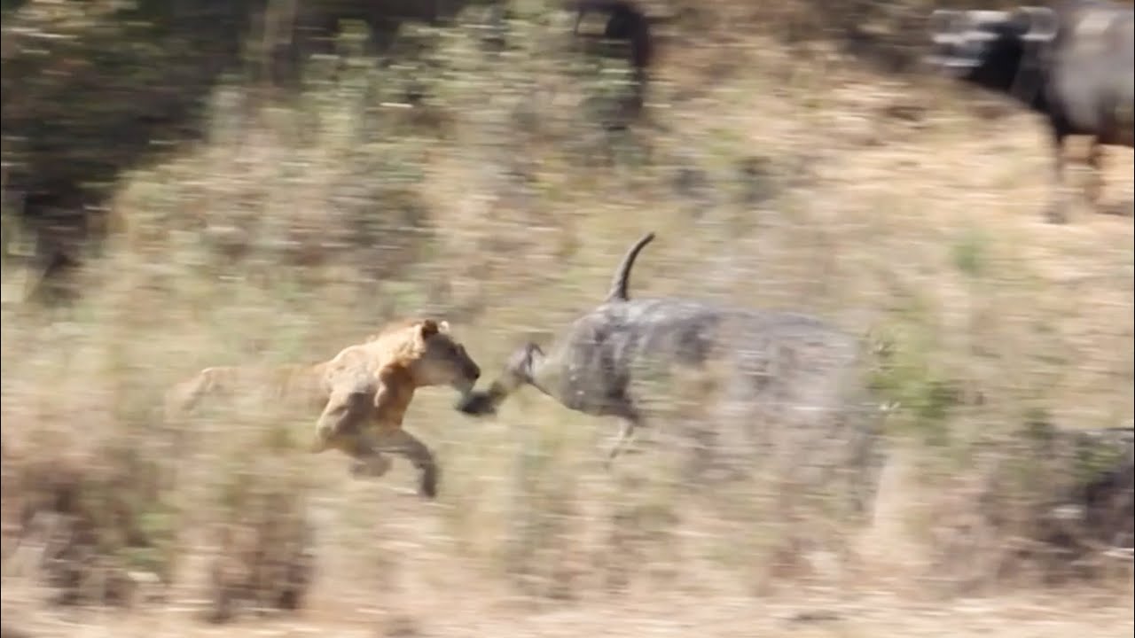 LIONS Hunt BUFFALO Kambula pride