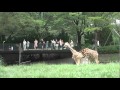 キリンテラス　広島市安佐動物公園 Giraffe terrace の動画、YouTube動画。