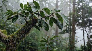 Tropical Rainforest Rainstorm 🌧️ Natural Sounds for Deep Sleep &amp; Relaxation