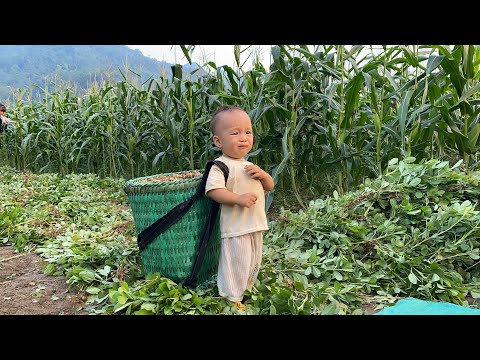 Single mother harvests boiled peanuts to sell. Buy new shoes for your child. | Du Duyên daily life