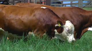 LOTE 51 F 11 T 1069 E 31