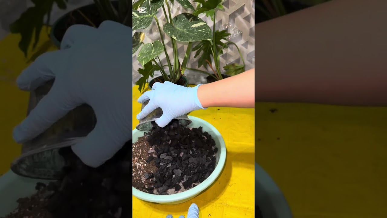 N°-442. МОНСТЕРРА ГУЛИНИ ТУПРОГИ ВА ПАРВАРИШИ ХАКИДА МАЪЛУМОТ😘😍💕