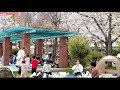 Picnic In JAPAN 🇯🇵 with Family in Sakura season
