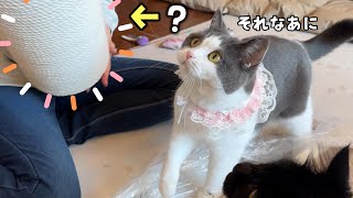 愛猫ビビの大切な日をお祝いしたら喜び過ぎてこうなりました　805話