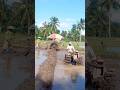 Traktor sawah banyuwangi #1845 #traktororang #farming #excavator #sawah #padi