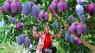 Juicy mangoes🥭ever! Harvest Big Mango Garden goes to the market sell | Emma Daily Life