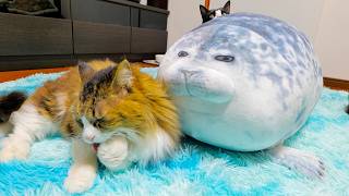 暴れざかりの娘たちからアザラシを守るボス猫パパ