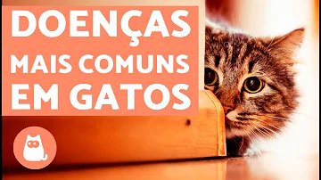 O que significa quando um gato morre de repente?