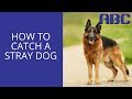 How to Catch a Stray Dog | Animal Behavior College