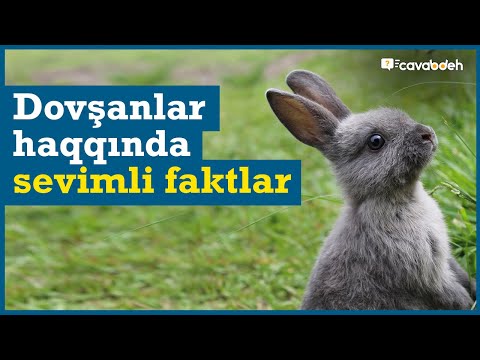 Video: Uşaqlar üçün dovşanlar haqqında ən maraqlı faktlar