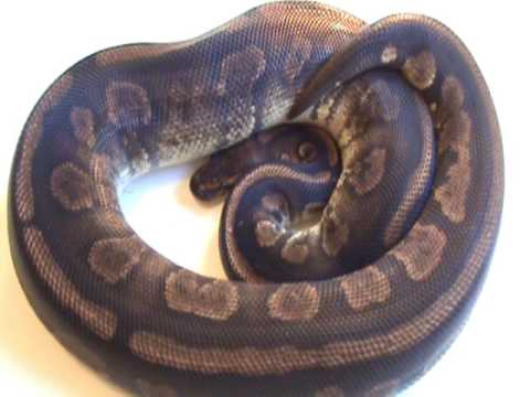 Odd Female First year breeding