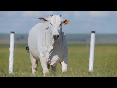 LOTE 171 - CSCF 7161