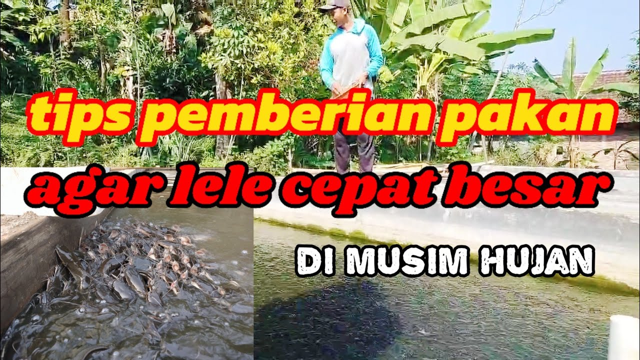 Pentingnya Pemberian Pakan Ikan yang Tepat saat Musim Hujan untuk Budidaya yang Sukses Pentingnya Pemberian Pakan Ikan yang Tepat saat Musim Hujan untuk Budidaya yang Sukses