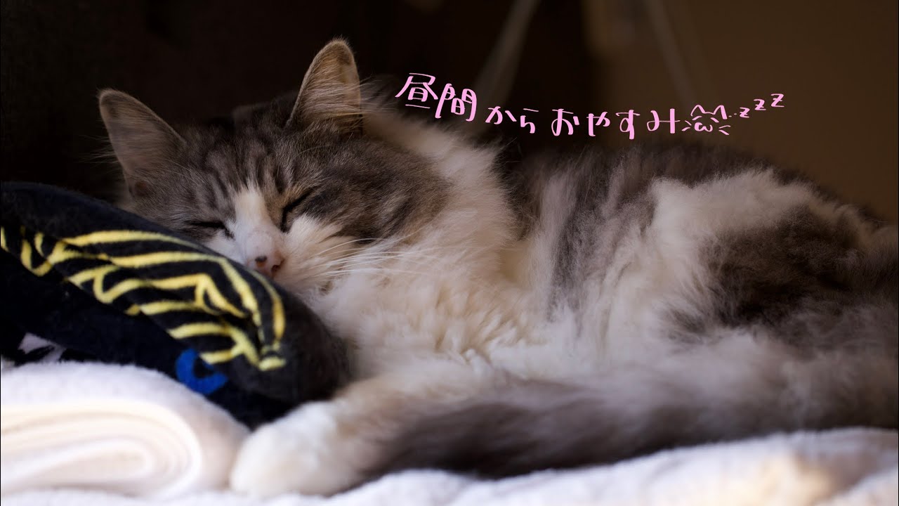 今日のもも₍˄·͈༝·͈˄₎◞ ̑̑ෆ⃛