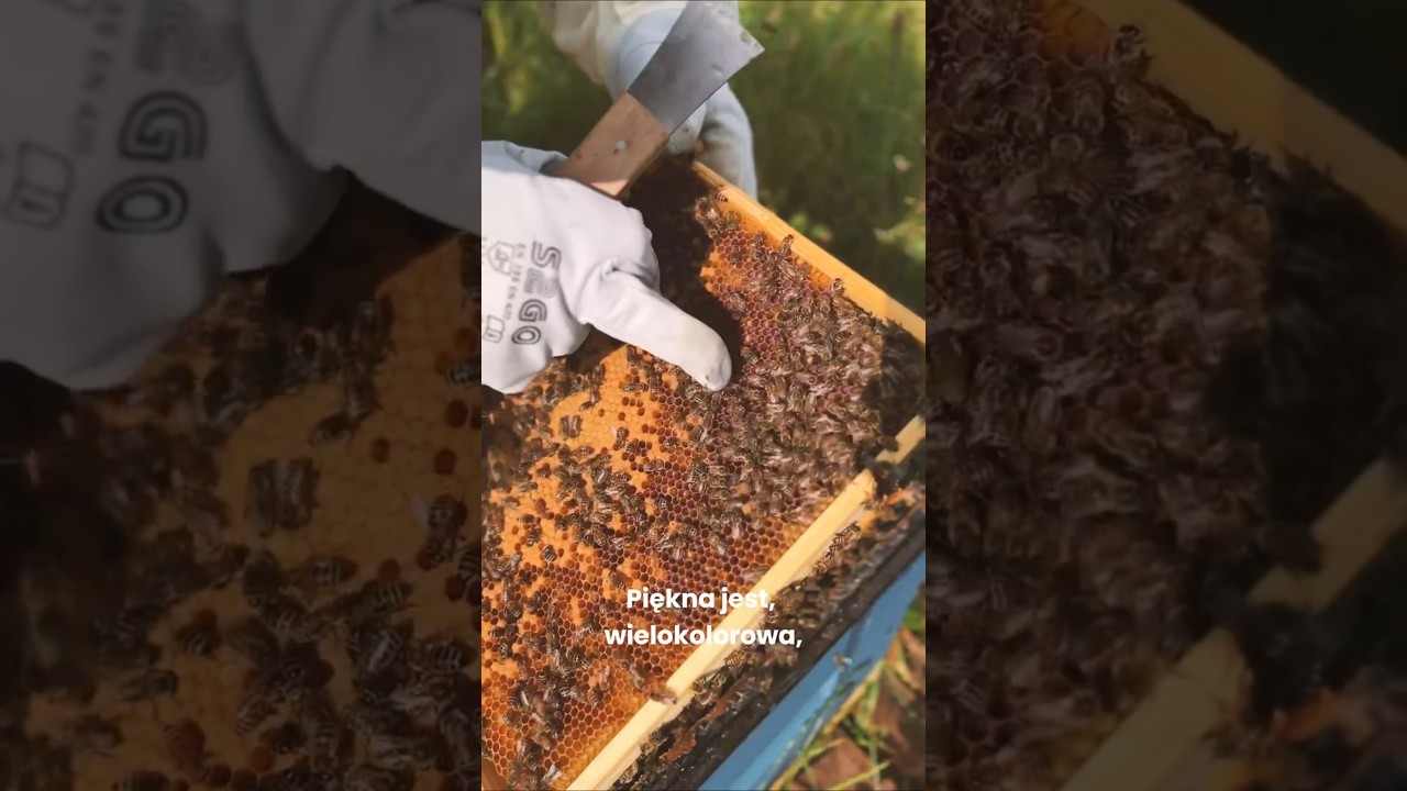 Jak wygląda pierzga w ulu  | Pasieka Podlaska Tradycja
