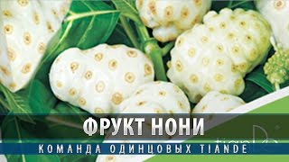 Фрукт Нони