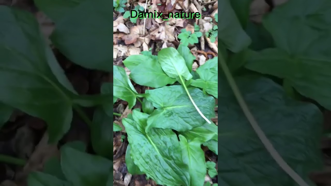 Kozlac Arum Cuckoo-pint Gefleckter Aronstab 