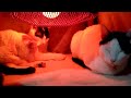 こたつの中で年越し猫 ライブ 191231