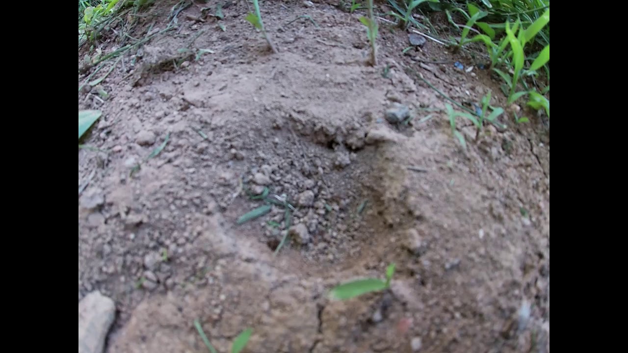 Ant Lines Timelapses - YouTube