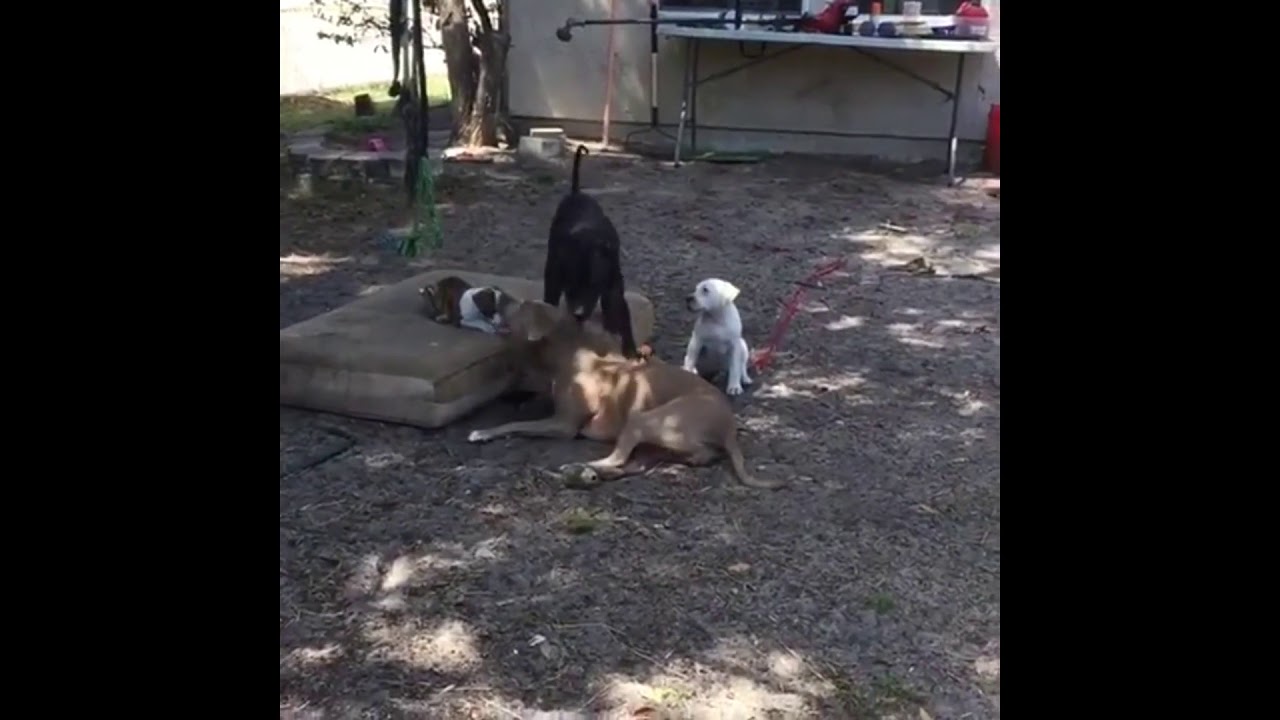 rumble video upload Super adorable puppy tries to show older foster sister how to dig