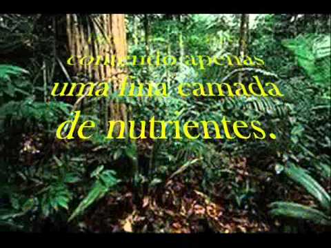 fauna e flora da amazonas