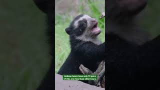 Andean Bear Day | San Diego Zoo #shorts