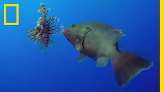 グルーパーの貴重なミノカサゴ捕食シーン | ナショジオ