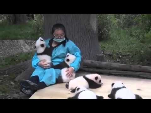 Panda hugging is a job! BEST SWEET THING EVER!